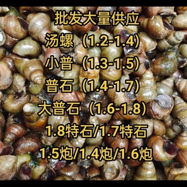 批发供应各种大小食用螺/仔螺/饲料螺