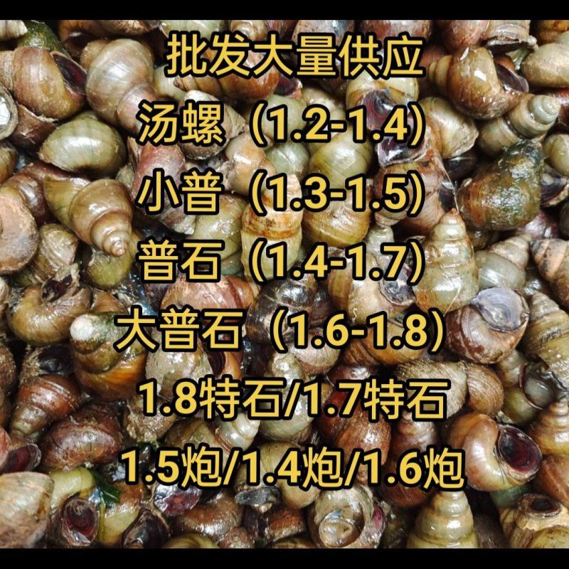 批发供应各种大小食用螺/仔螺/饲料螺