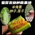 山东潍坊寿光直根羊角蜜甜瓜穴盘壮苗露天地爬吊秧管理都高产