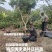 杨梅树亏本处正宗嫁接4-5-6公分带土球现挖现卖优质种苗