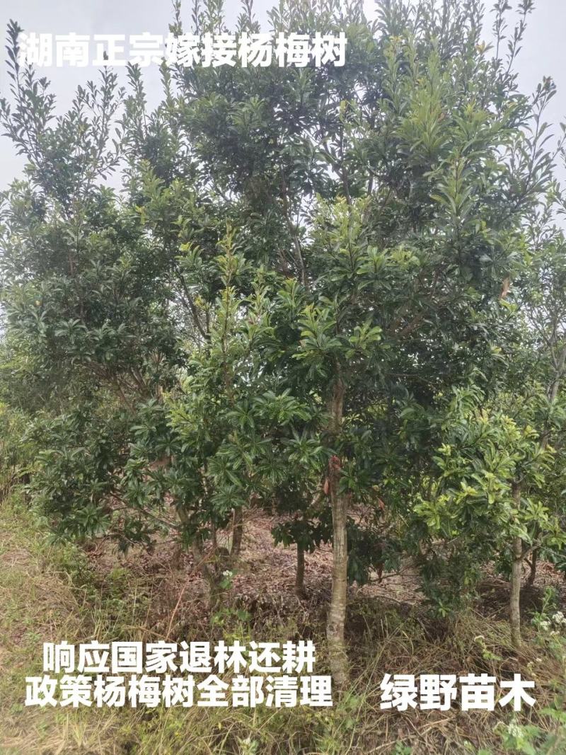 杨梅树亏本处正宗嫁接4-5-6公分带土球现挖现卖优质种苗
