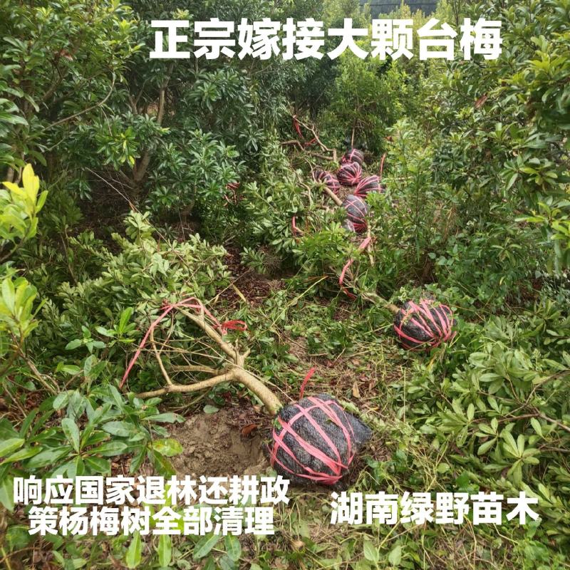 杨梅树亏本处正宗嫁接4-5-6公分带土球现挖现卖优质种苗