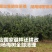 杨梅树亏本处正宗嫁接4-5-6公分带土球现挖现卖优质种苗