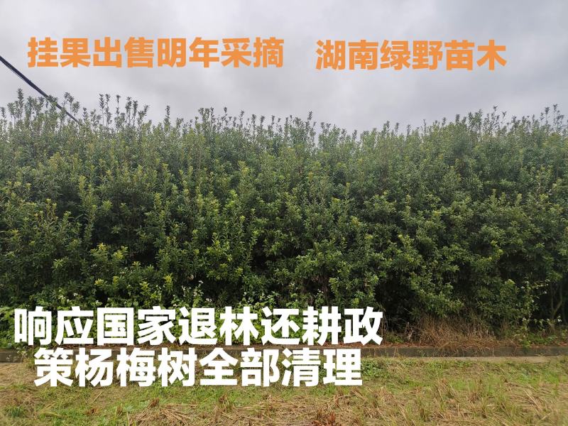 杨梅树亏本处正宗嫁接4-5-6公分带土球现挖现卖优质种苗