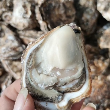 2-5两生蚝🦪大量有货