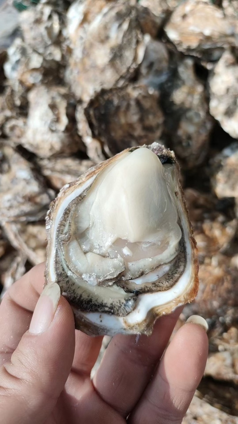 2-5两生蚝🦪大量有货
