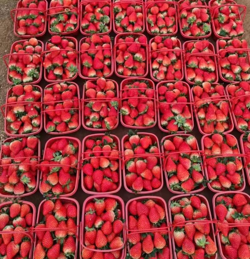 山东菏泽牡丹区穆李红颜草莓