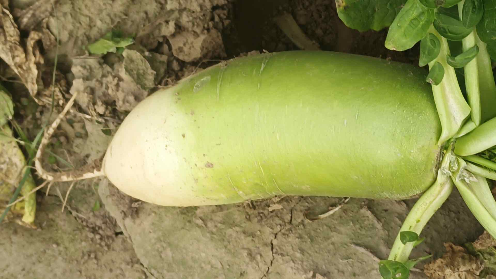 萝卜植物结构图