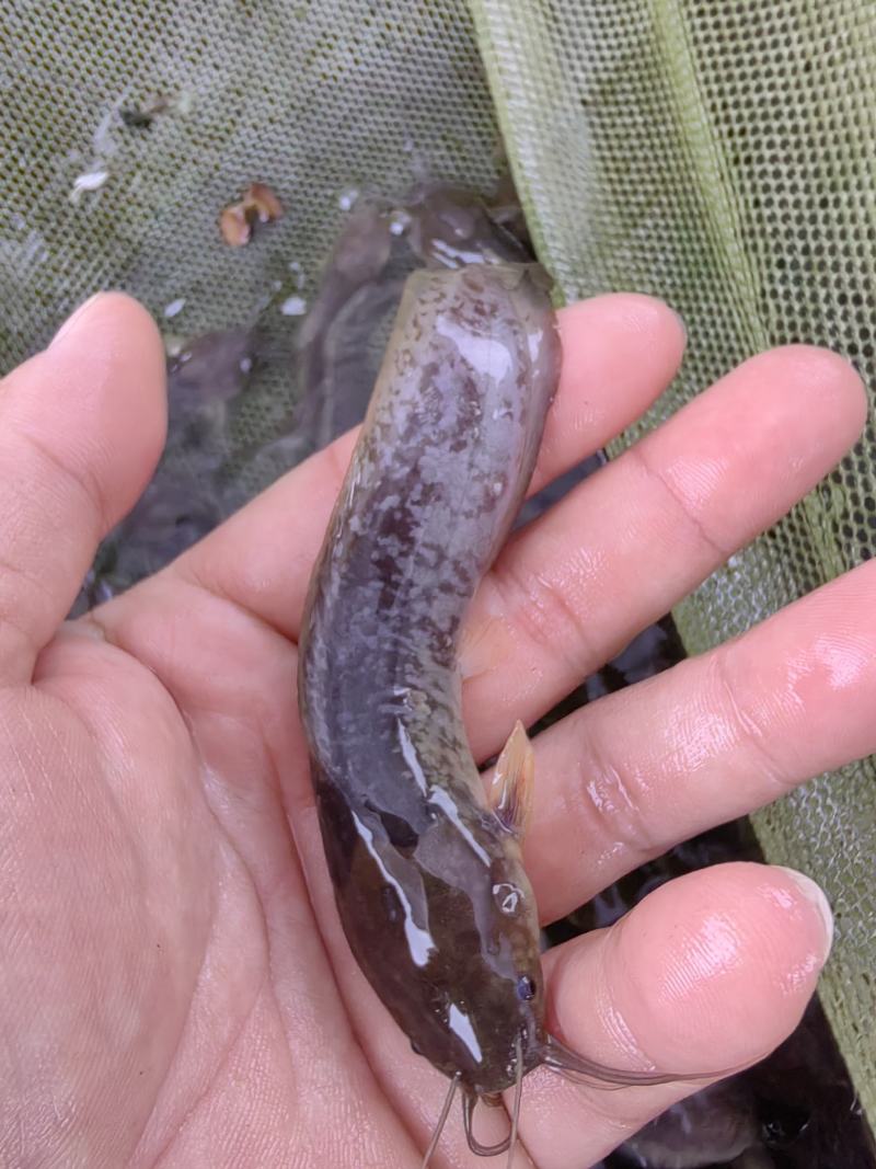 优选塘角鱼苗，三黄塘角鱼苗，黄妃塘角鱼苗，