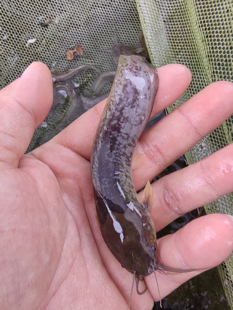 优选塘角鱼苗，三黄塘角鱼苗，黄妃塘角鱼苗，