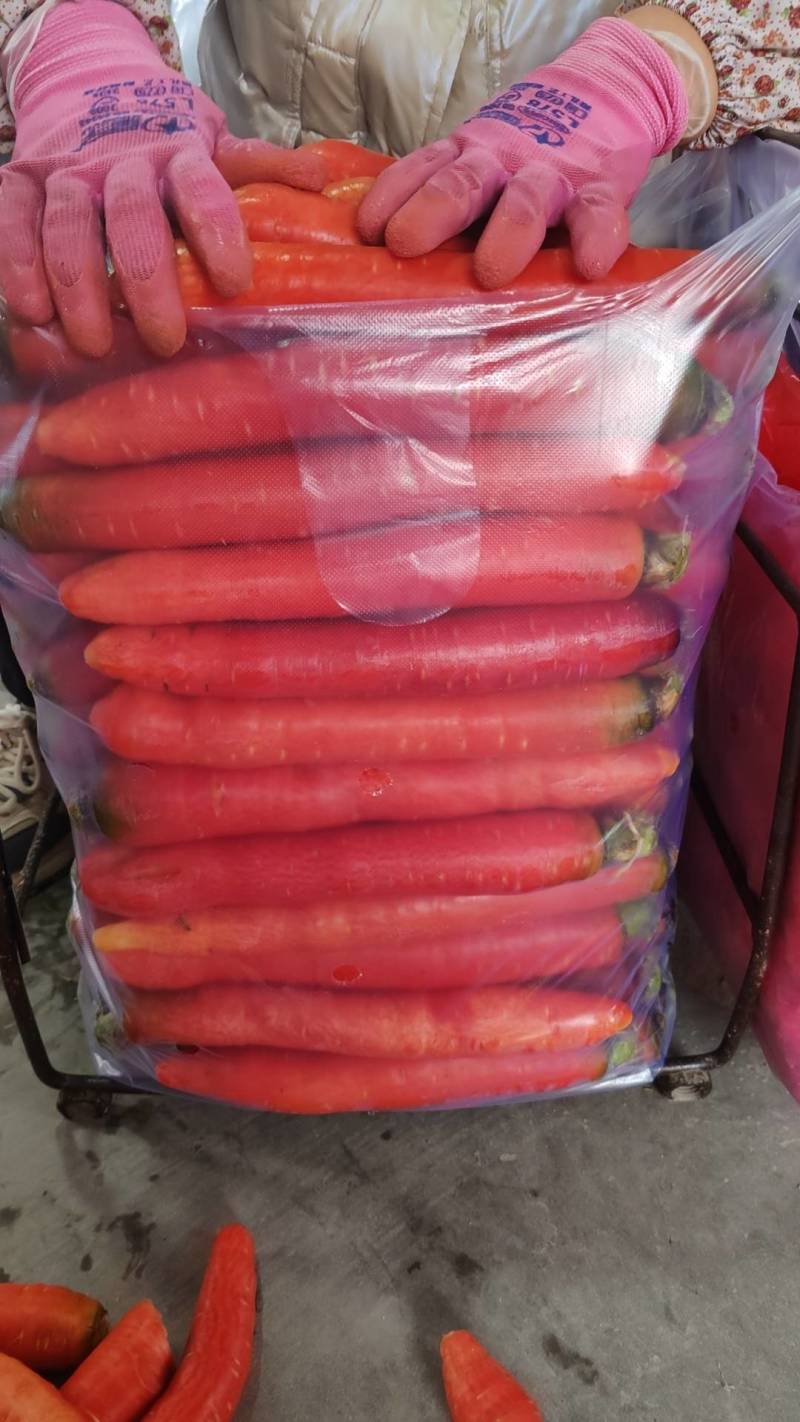 精品红萝卜品类齐全货源充足量大从优欢迎老板选购可视频