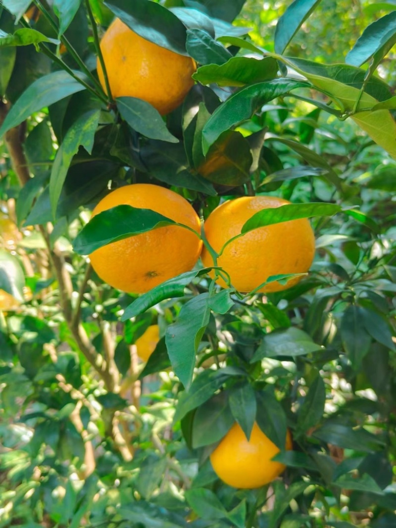 沃柑