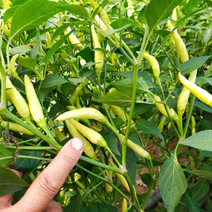 野山椒种子白色泡椒种子，白小米辣种子朝天椒种子