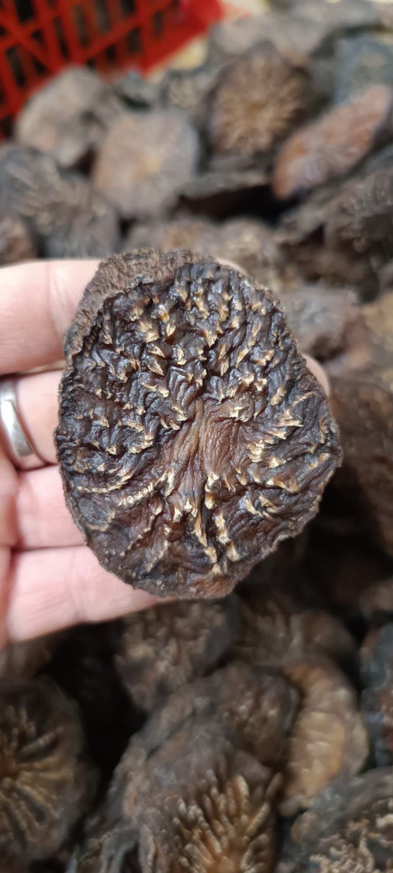 肉苁蓉一级批发阿拉善油苁蓉切片鲜切片苁蓉整根