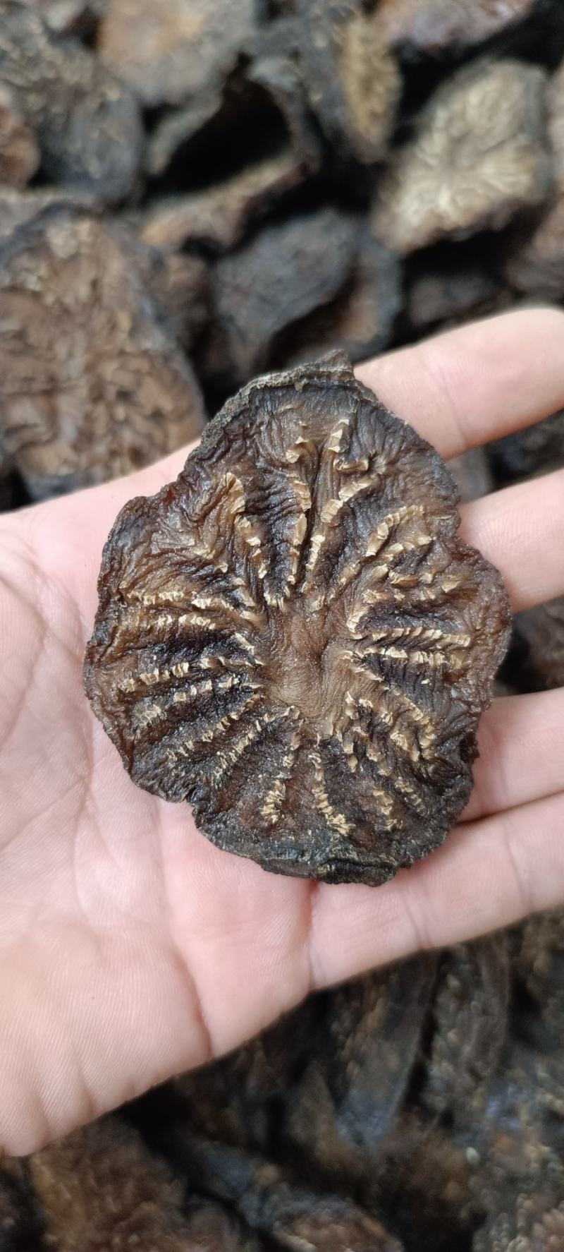 肉苁蓉一级批发阿拉善油苁蓉切片鲜切片苁蓉整根