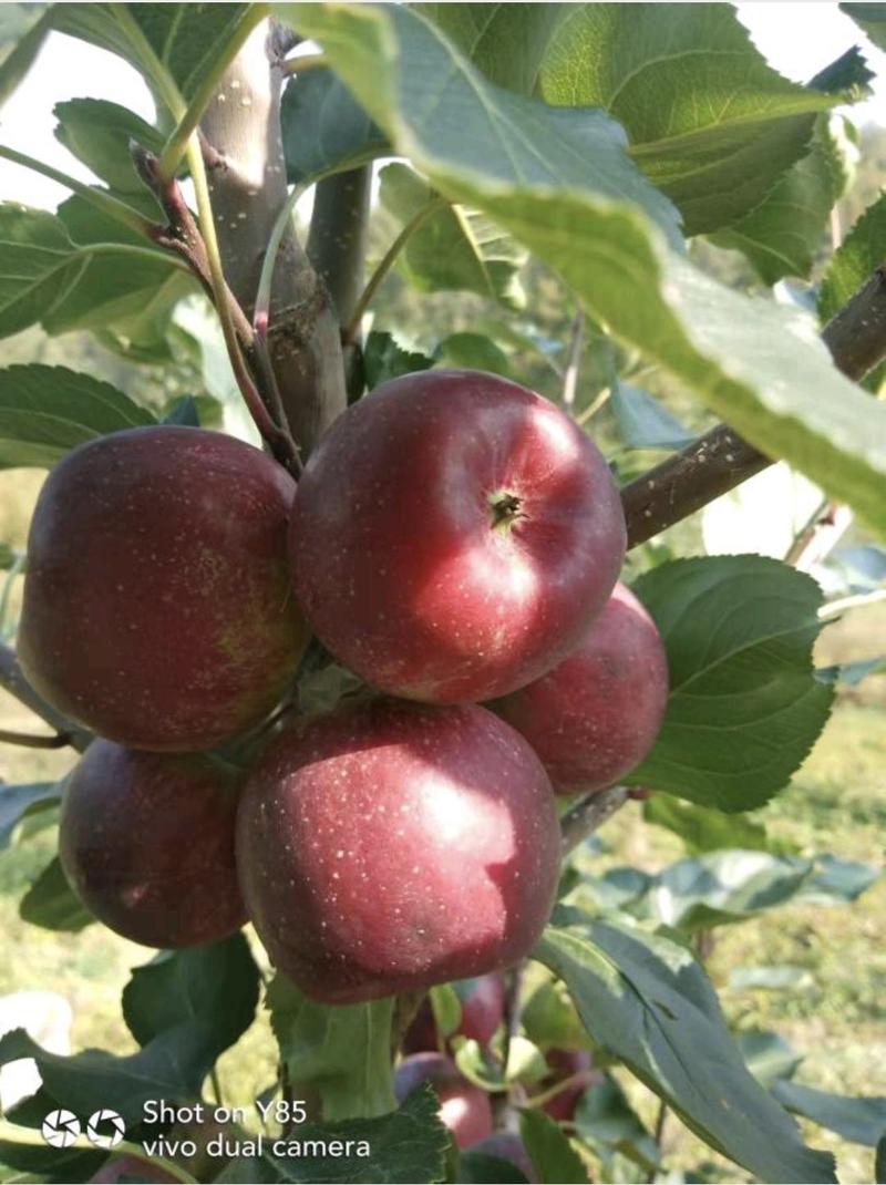 龙丰果小苹果，吉林产地货源量大从优，质量保证欢迎电联