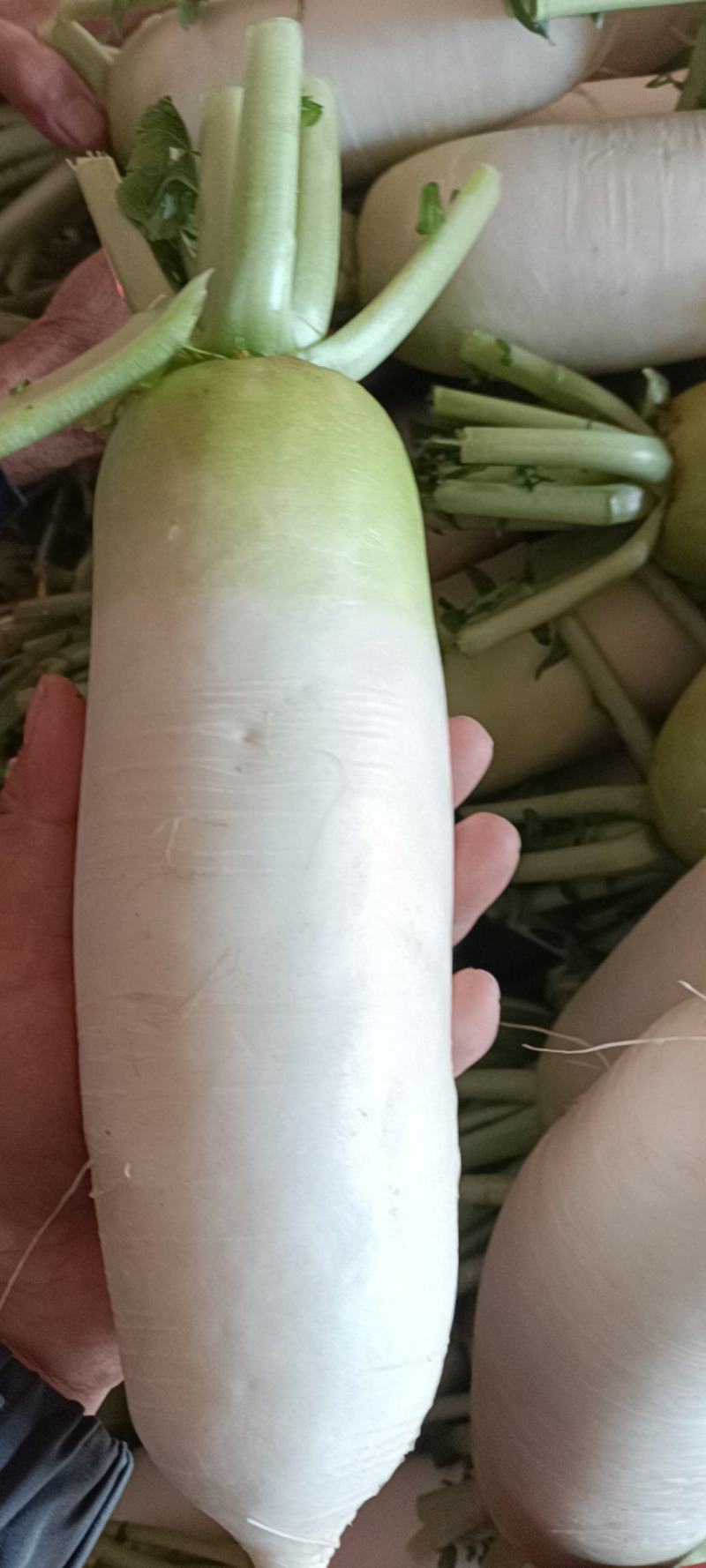 青头萝卜