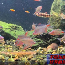 广东鳑鲏鱼好养耐活渔场直发品质保证量大优惠多规格