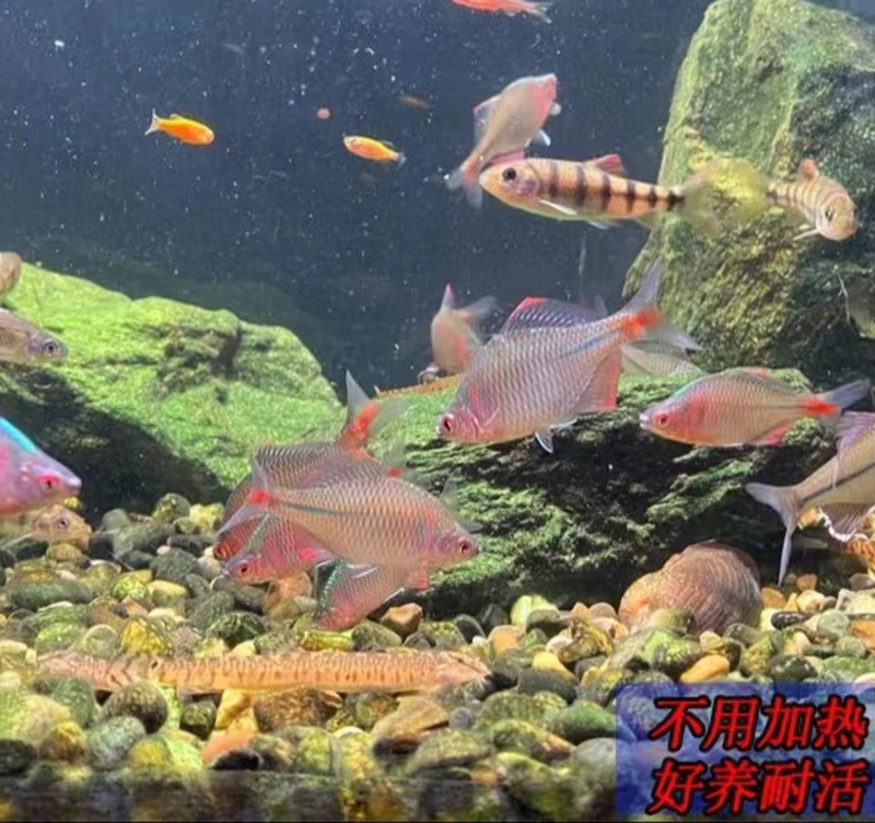 广东鳑鲏鱼好养耐活渔场直发品质保证量大优惠多规格