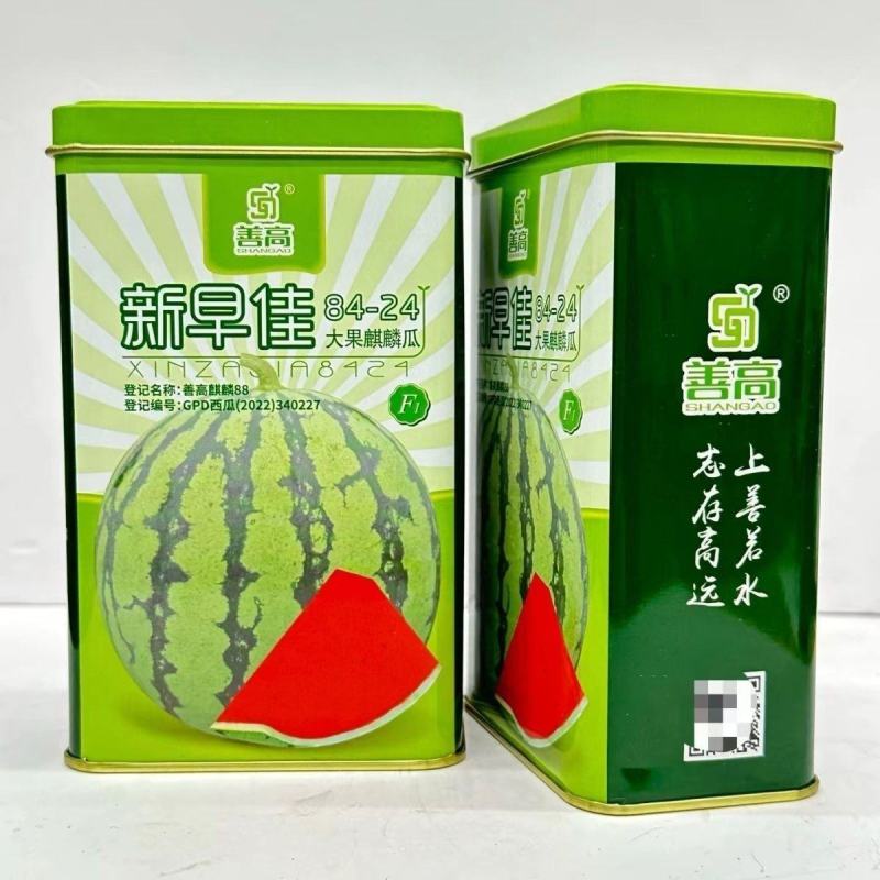 新早佳8424杂交西瓜种子早熟抗病高产大果麒麟瓜桃红瓤西