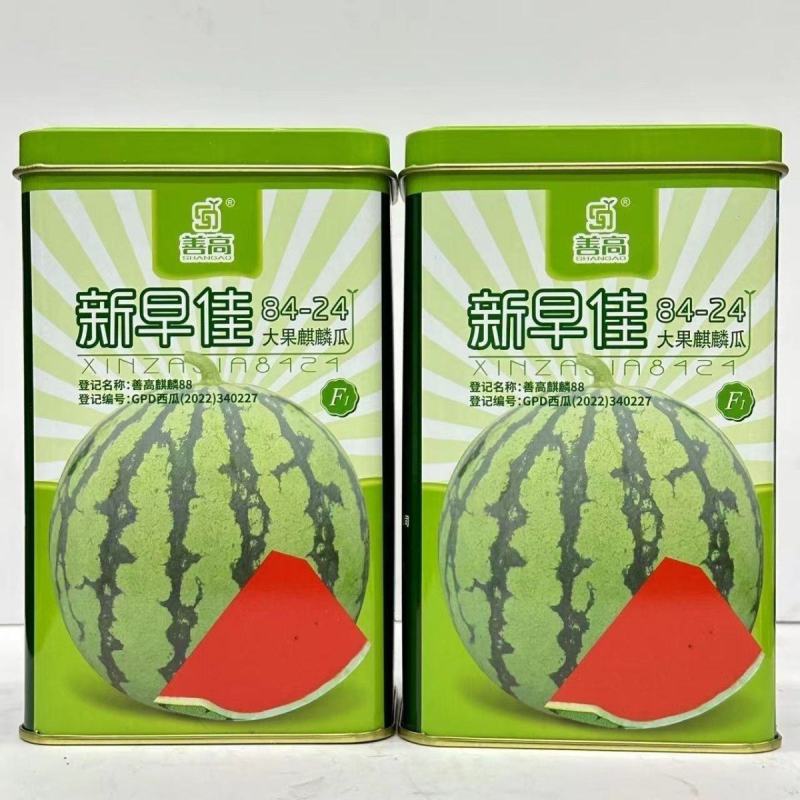 新早佳8424杂交西瓜种子早熟抗病高产大果麒麟瓜桃红瓤西