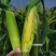 玉米笋甜小玉米笋迷你拇指玉米蔬菜玉米笋
