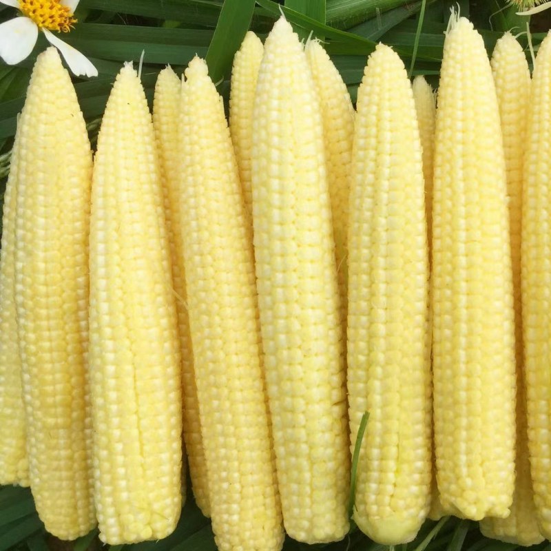 玉米笋甜小玉米笋迷你拇指玉米蔬菜玉米笋