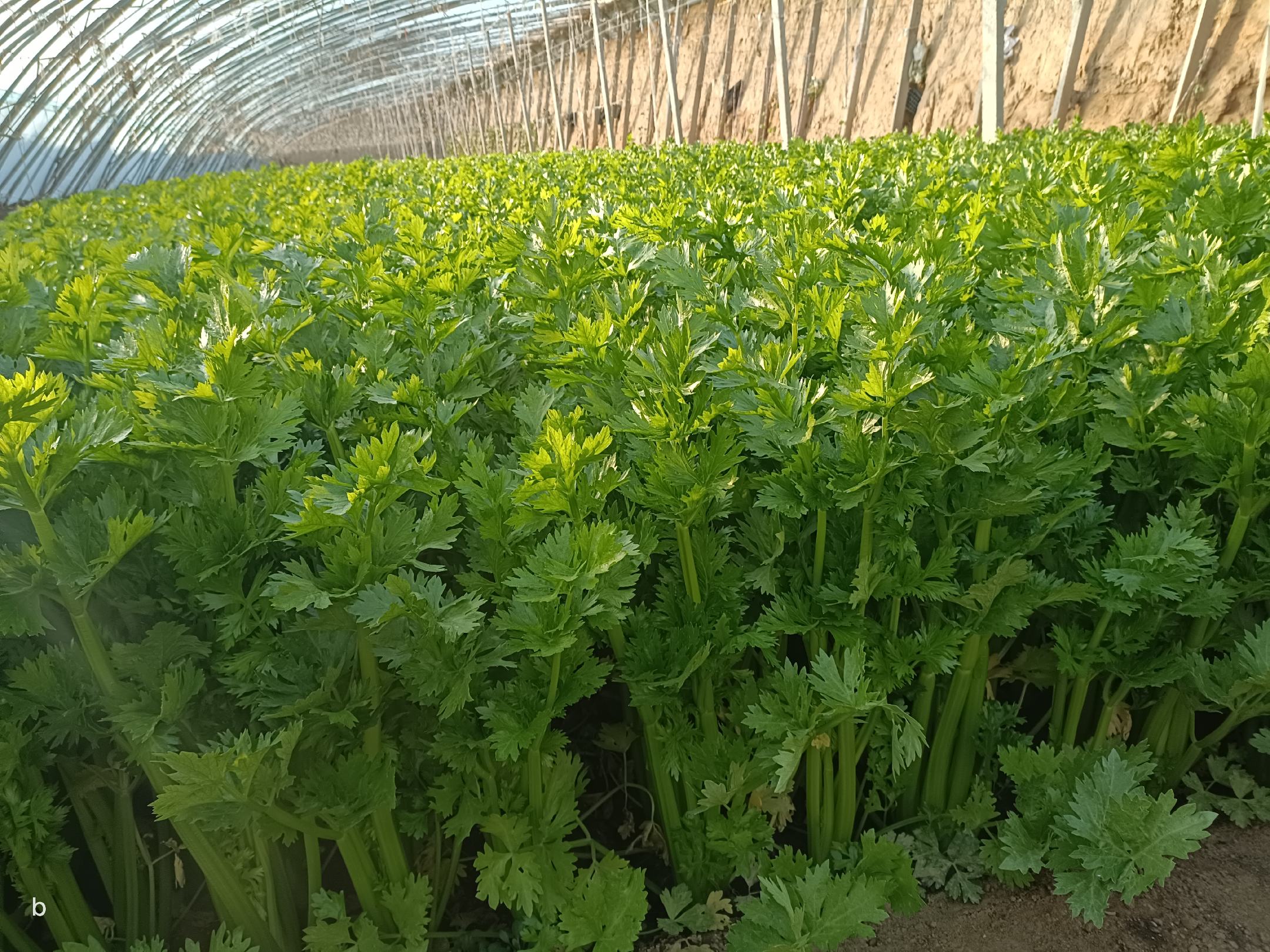左侧为‘开封玻璃脆’小芹菜,株型紧凑,叶色翠绿,叶柄光滑无棱;右侧为传统老芹菜,植株高大,叶柄粗壮且有明显纵沟,叶片较大呈深绿色,茎部可见明显木质化趋势 小芹菜与老芹菜植株对比图