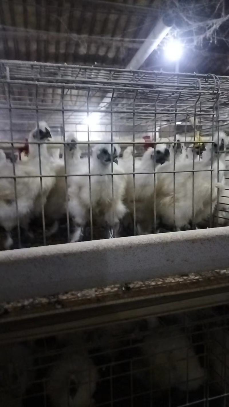 乌鸡，11月29号出售中，2.23斤需要的话可以随时联系