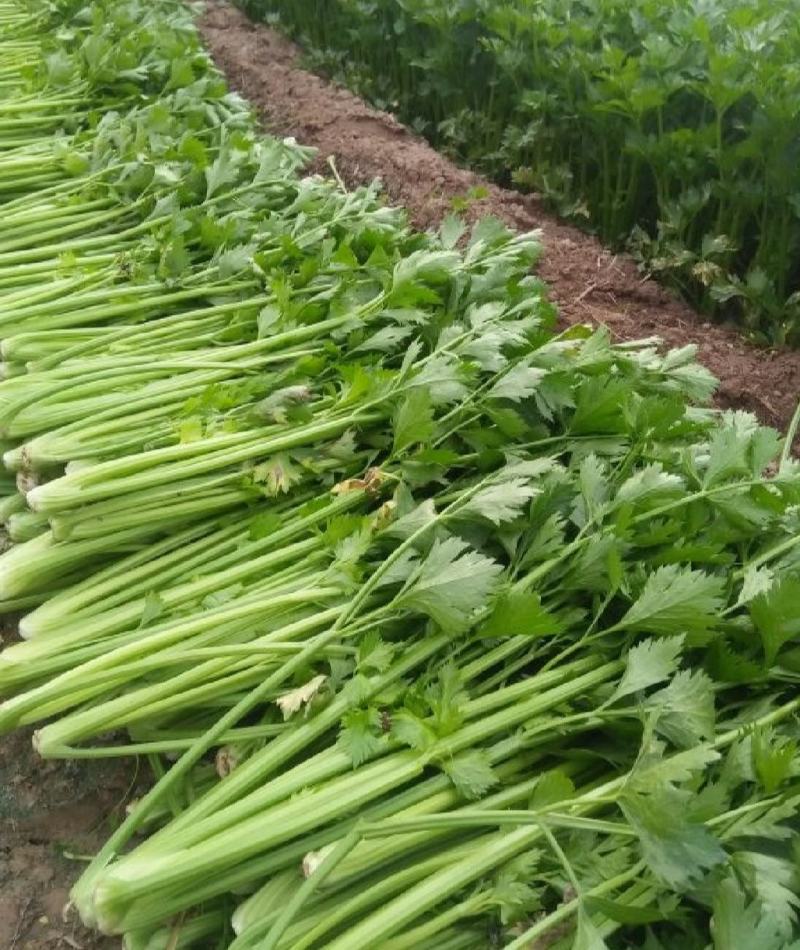 精选芹菜大量上市产地直发保质保量对接各大电商批发商