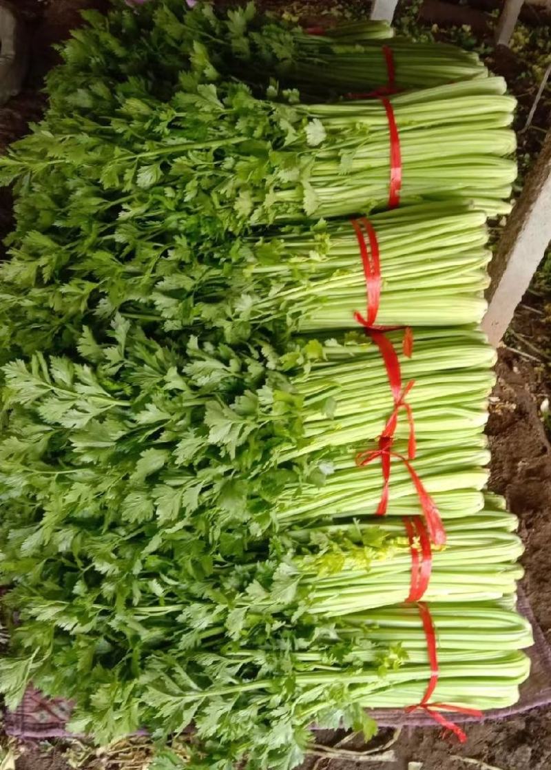 精选芹菜大量上市产地直发保质保量对接各大电商批发商