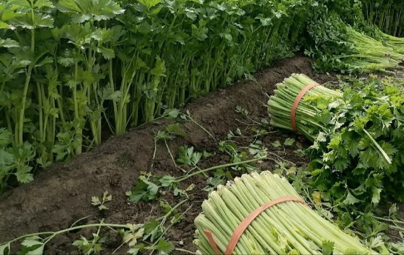 精选芹菜大量上市产地直发保质保量对接各大电商批发商
