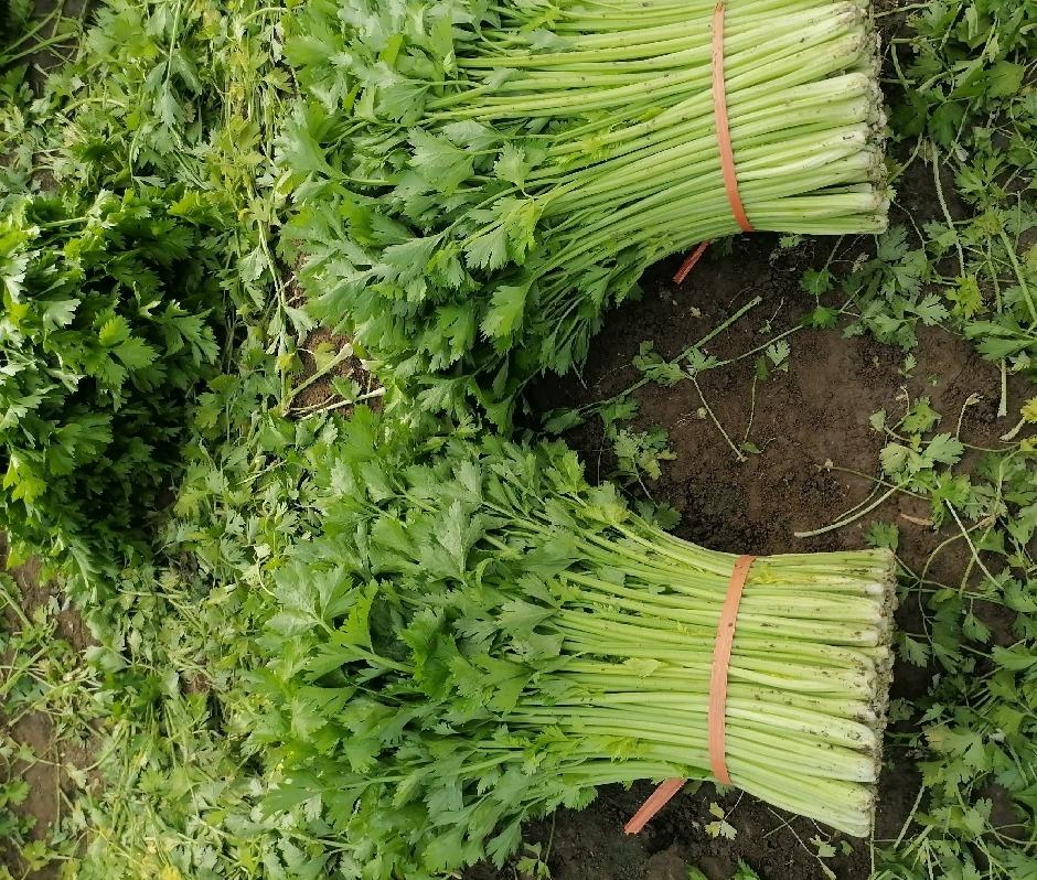 西芹与土芹菜市场销售场景对比