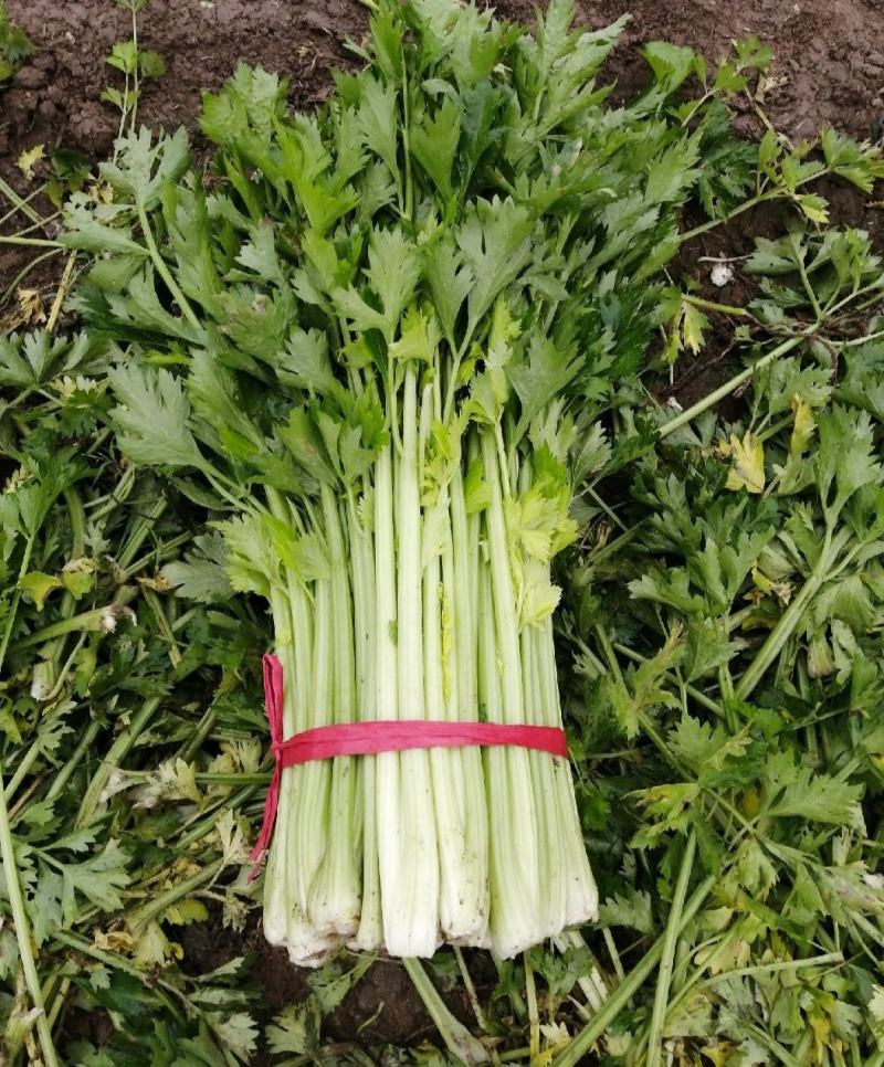 精选芹菜大量上市产地直发保质保量对接各大电商批发商