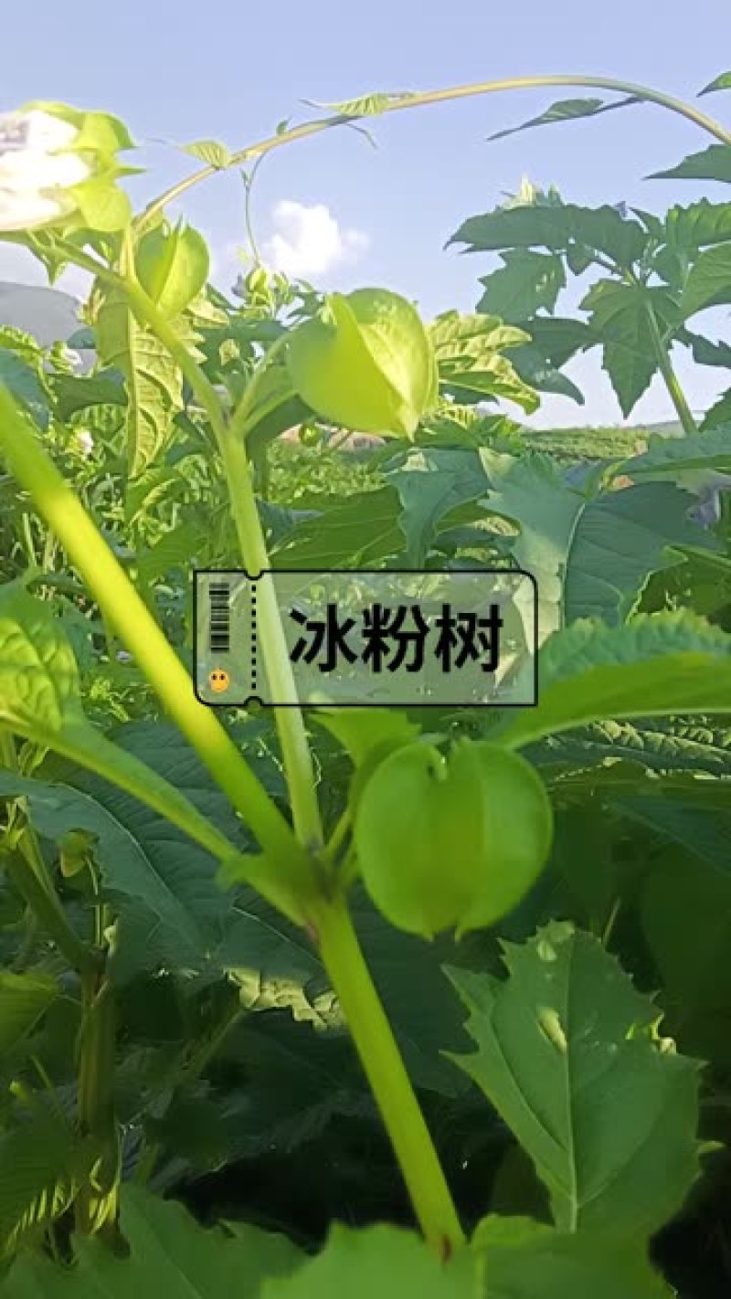冰粉籽量大价优一手货源欢迎看产品可对接全国市场