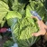 『牛商』黄心白菜大量上市，规格齐全，价格实惠，欢迎咨询！