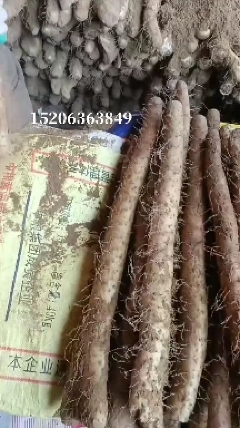 山东白玉山药产地直发没有中间商赚差价货源充足对接商超农贸