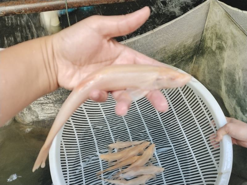 四川眉山天贵渔业老虎鱼