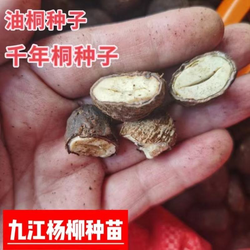 千年桐种子油桐种子新上市的千年桐种子