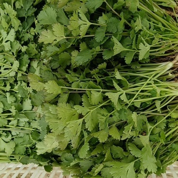 香菜大量有货价格不高欢迎老板来采购量大从优。