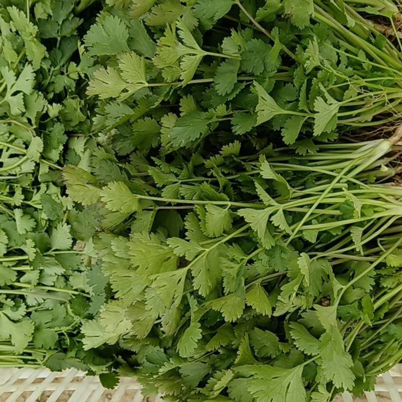 香菜大量有货价格不高欢迎老板来采购量大从优。