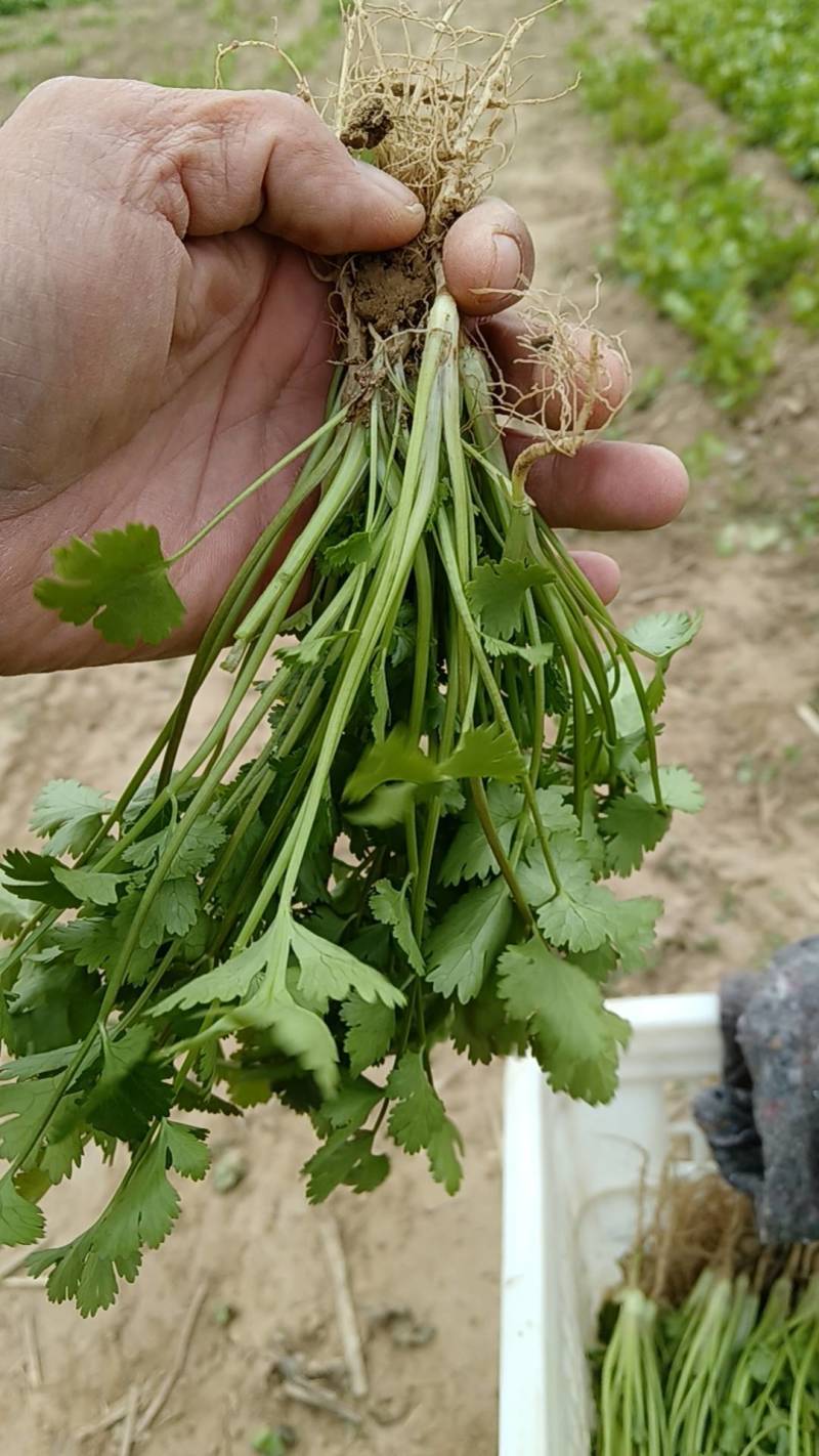 香菜大量有货价格不高欢迎老板来采购量大从优。