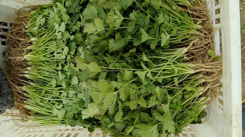 香菜大量有货价格不高欢迎老板来采购量大从优。