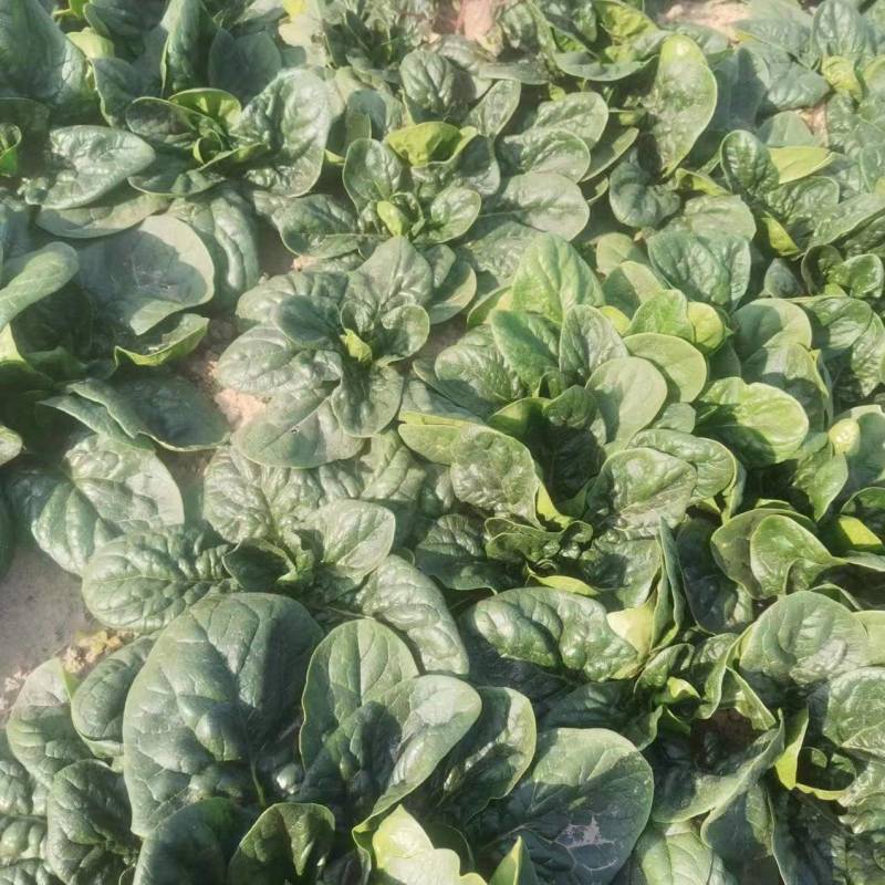 趴地菠菜基地大量有货，价格不高欢迎老板来采购。
