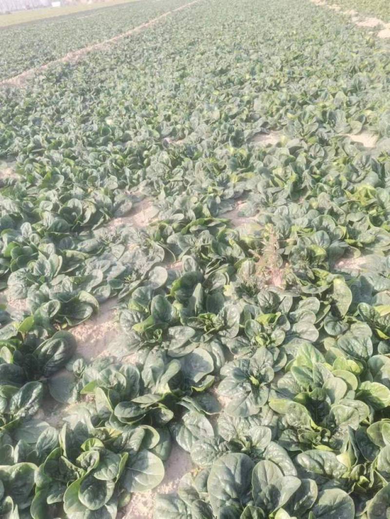 趴地菠菜基地大量有货，价格不高欢迎老板来采购。