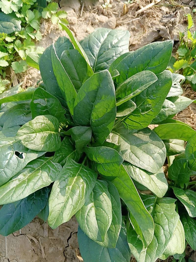 趴地菠菜基地大量有货，价格不高欢迎老板来采购。
