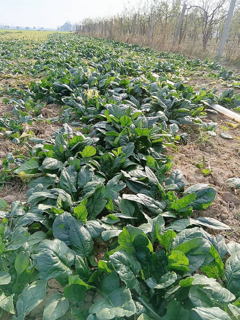 趴地菠菜基地大量有货，价格不高欢迎老板来采购。