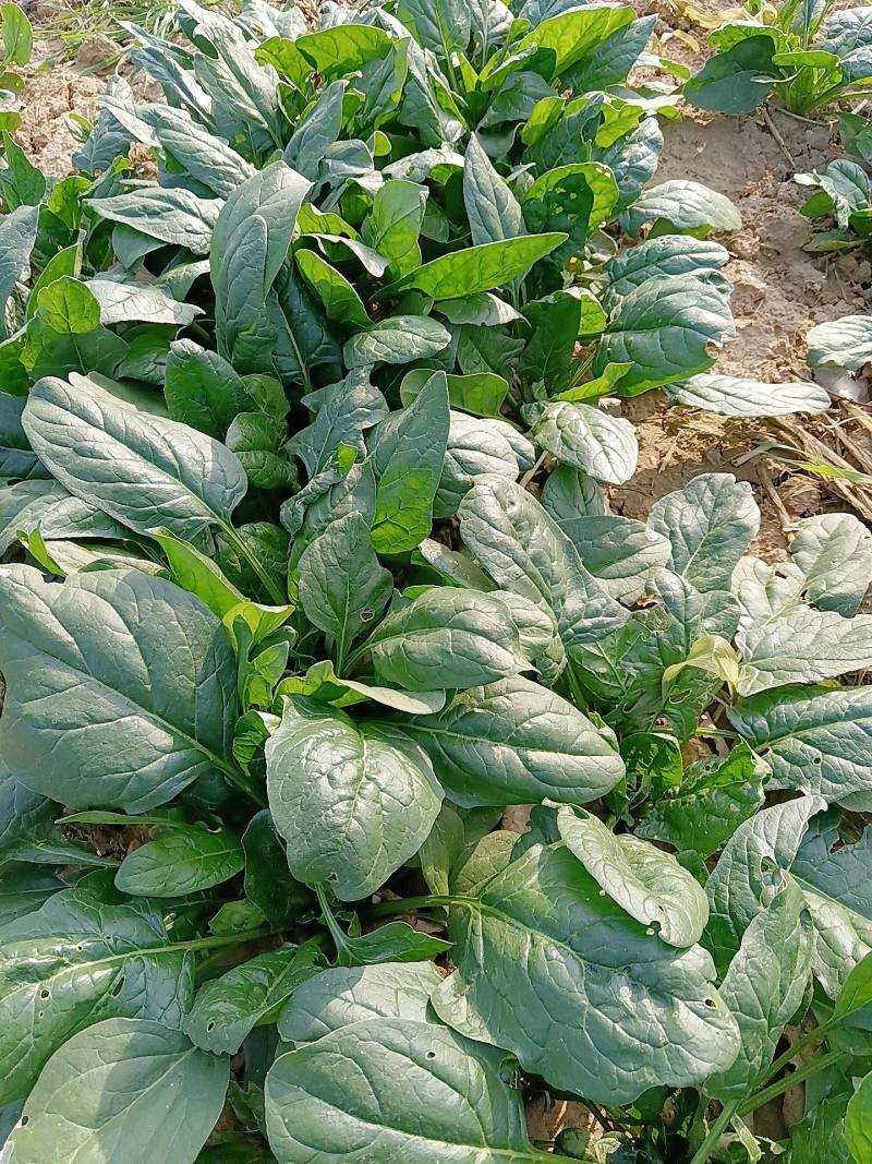 趴地菠菜基地大量有货，价格不高欢迎老板来采购。
