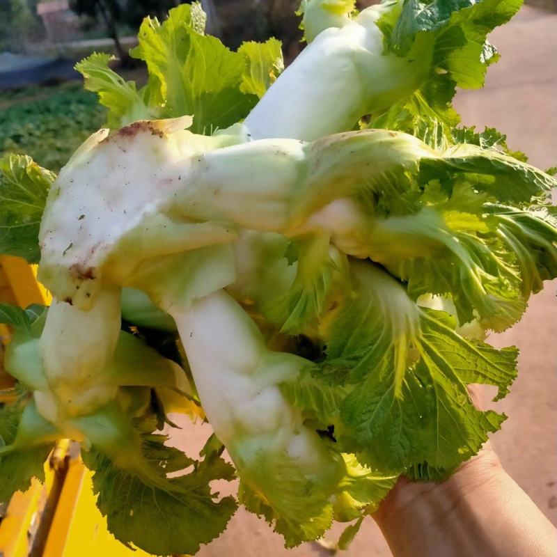 仁寿儿菜