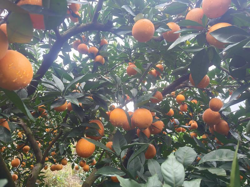 奉节脐橙大量有货支持代办代发全国，欢迎下单合作共赢